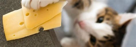 Can Cats Eat Cheese Cat Vet Info