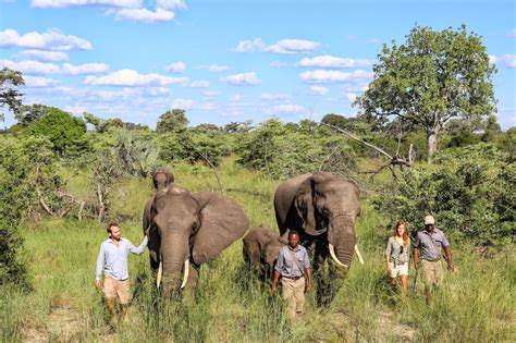 Botswana Safari Holidays In 10 Photos Aardvark Safaris