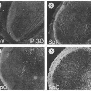 Darkfield Photomicrographs Showing The Distribution Of Galanin