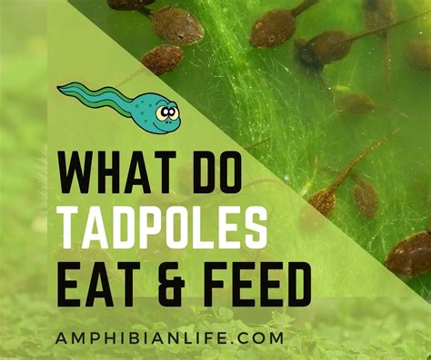 Tadpoles food Archives - Amphibian Life