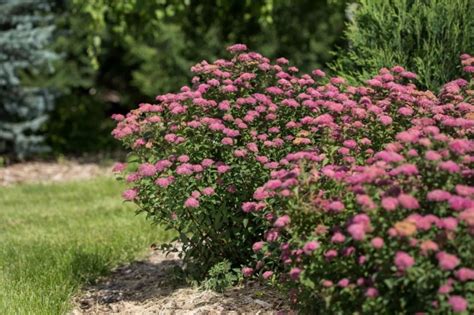 Spirea Bumalda 36 снимки описание на храста Spiraea bumalda