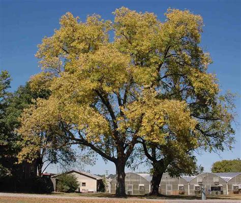 Arkansas Tree Database Green Ash