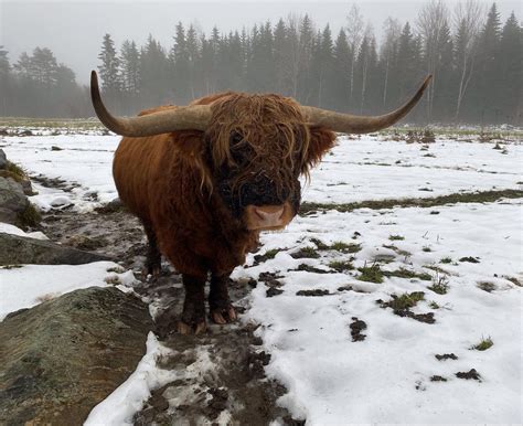 Highland Cattle Photo Of The Day : r/highlandcattle