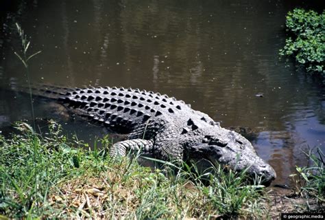 Australian Saltwater Crocodile Geographic Media