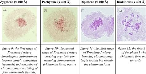 Stages of Meiosis under x 400 Å magnification Download Scientific Diagram