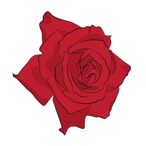 Premium Vector Beautiful Red Rose Isolated On White Background