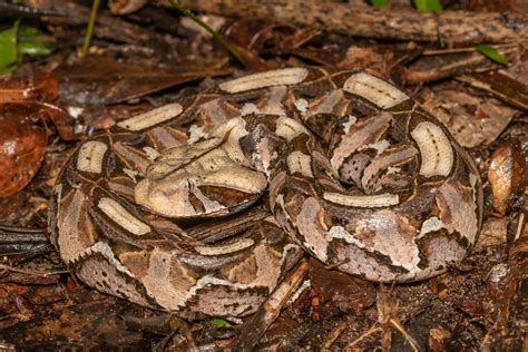 Gaboon Viper Bitis Gabonica Snakes And Lizards