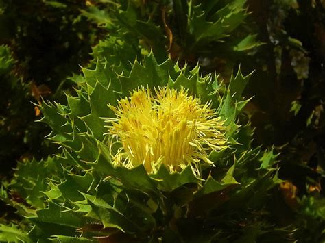 Plantfiles Pictures Parrot Bush Banksia Sessilis Var Sessilis By Kell