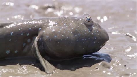 Peces Que Caminan Credit To Bbc Earth Youtube