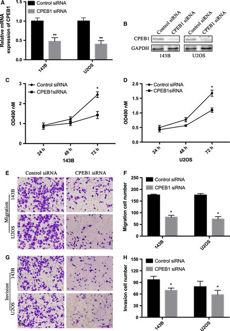 Cpeb Downregulation Inhibits The Proliferation And Migration Of