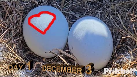 Swfl Eagles ~ December 3 H 0 11 🦅 Two Eggs 🥚 🥚 Incubation Day 1 ️a