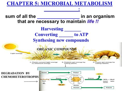 Chapter 5 Microbial Metabolism