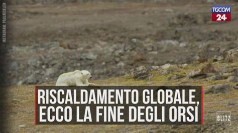 Riscaldamento Globale Ecco Cosa Rischiano Gli Orsi Polari Tgcom24