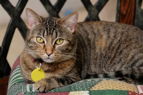 ways   home   cat petfinder