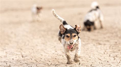 Sinais De Que Seu Cachorro Est Calor Ou Desidratado