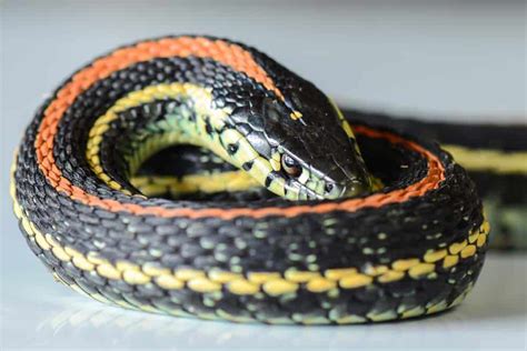 Garter Snakes In Washington Wikipoint Wiki Point