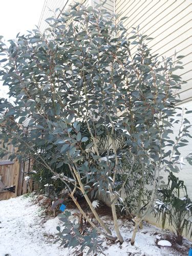 Eucalyptus Pauciflora Ssp Debeuzevillei Jounama Snow Gum Seeds