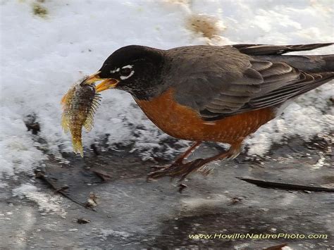 Journey North American Robin Migration Update: Spring 2015 | American ...