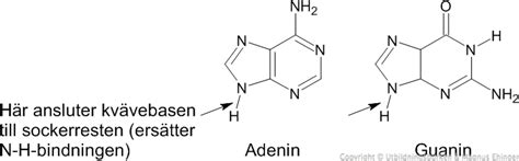DNA molekylens grundläggande struktur Magnus Ehingers undervisning
