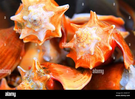 Seashells Cone Seashell Conchas Stock Photo Alamy