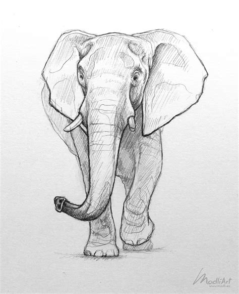 Endangered elephant drawing outline - gastmemory