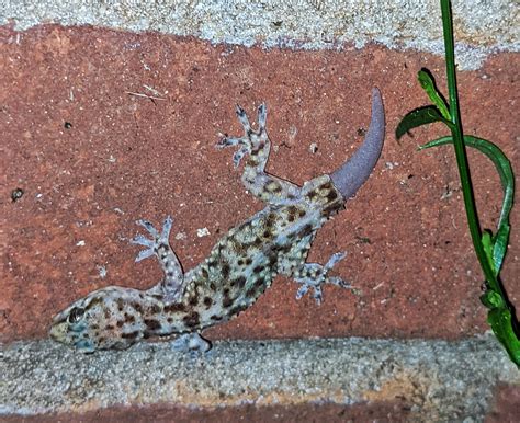 The tail of this wild gecko has grown back. It comes back naked. : r