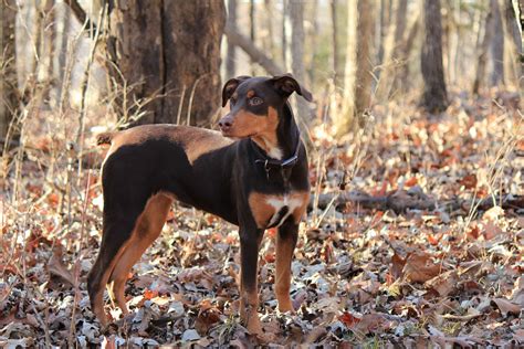 @aussiedobie Australian Shepherd Doberman Mix | Doberman mix ...