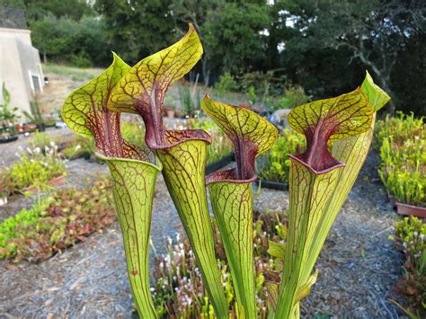 Sarracenia Oreophila Nomenclature Question The Sarracenia Forum