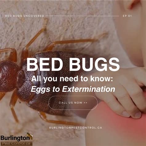 Burlington Pest ControlBed Bugs Uncovered Everything You Need To Know