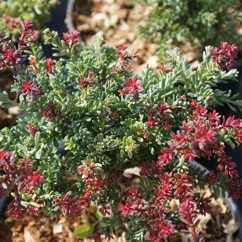 Podocarpus Lawrencei Red Tip Steineibe Baumschule B Hlje