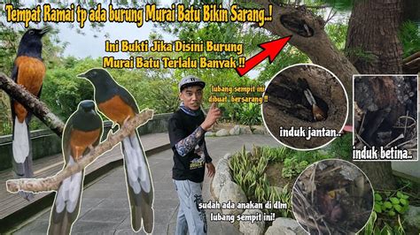 Sulit Di Percaya Kok Bisa Burung Murai Batu Liar Bersarang Ditempat