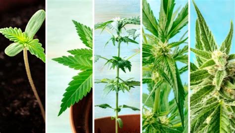 The Importance of Cannabis Growing Stages - Pennsylvania Cannabis News