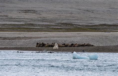 Observation Dun Ours Polaire Qui Chasse Des Morses Au Svalbard