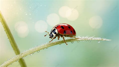 Wet Grass With Morning Dew A Ladybug Climbing One Of The Blades Closeup