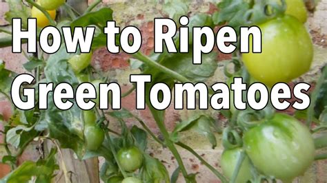 How To Ripen Green Tomatoes YouTube