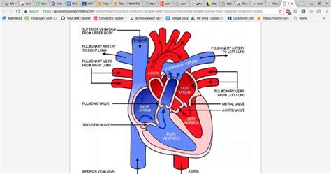 Heart Flow Diagram Simple Heart Diagram Unlabeled