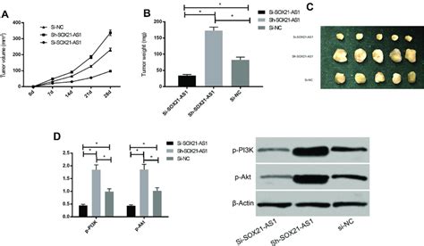 SOX21 AS1 Promotes Tumor Formation In Nude Mice A B Changes Of