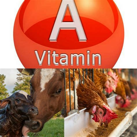 Vitamin A At The Lowest Price In India Promois International