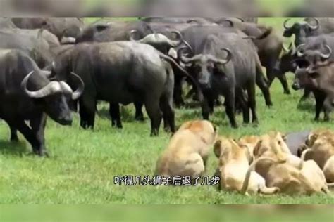 野牛被狮子群啃食，野牛群前来救驾，能否救出呢？狮子野牛