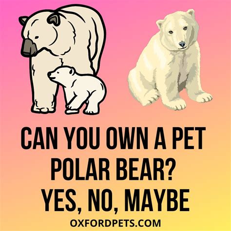 Can You Own A Pet Polar Bear? Is It Legal? - Oxford Pets