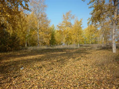 russian forest stock photo image  forest yellow russian