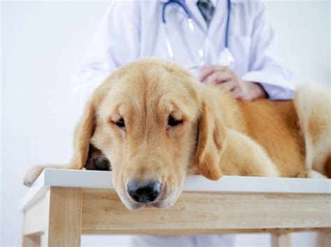 Le lymphome du chien symptômes traitement espérance de vie