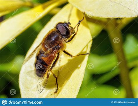 Glass Winged Dronefly Eristalis Similis Worcestershire England