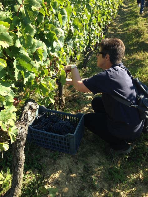 Rdv Vendanges Septembre Haut Bicou Office De Tourisme Du