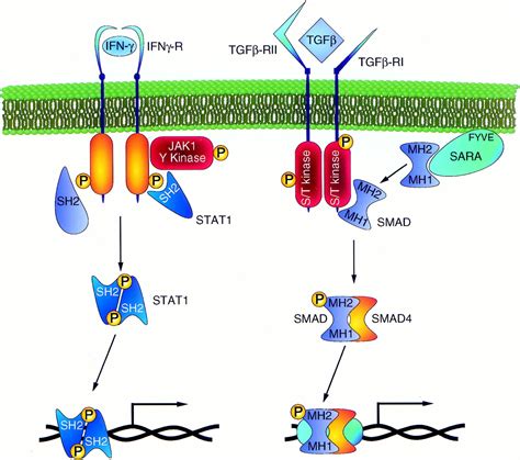 Proteinprotein Interactions Define Specificity In Signal Transduction