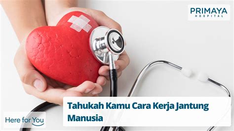 Tahukah Kamu Cara Kerja Jantung Manusia Primaya Hospital