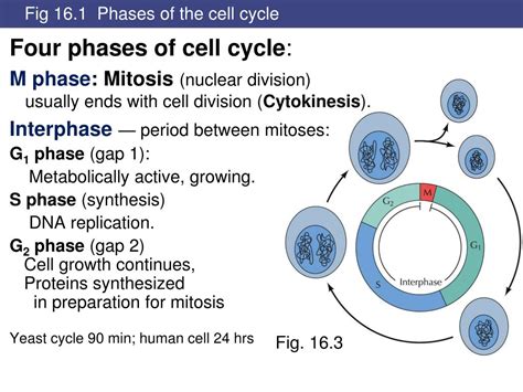 PPT Chapt 16 Eukaryotic Cell Cycle Chapt 17 Stem Cells PowerPoint