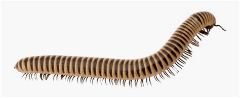 Light Brown Millipede Millipede Png Free Transparent Clipart