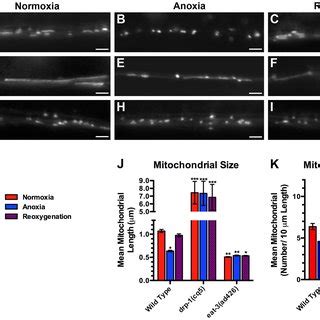 The Hypoxia Response Pathway Regulates Mitochondrial Hyperfusion Upon