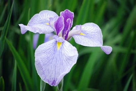 Japanese Irises: how to grow. Location, soil, disease and planting